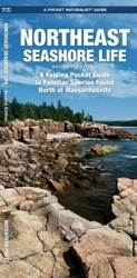 Northeast Seashore Life