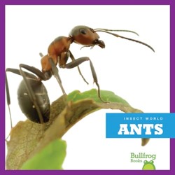 Ants