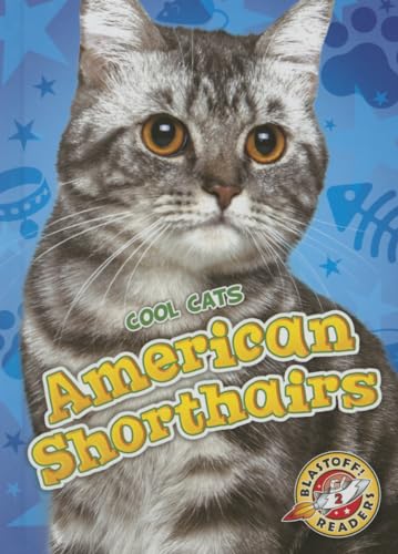 American Shorthairs