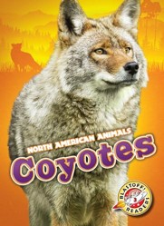Coyotes