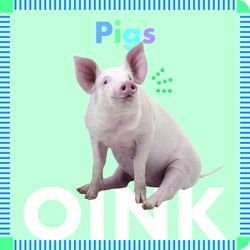 Pigs Oink