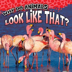 Why Do Animals Look Like That?