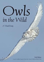 Owls In The Wild