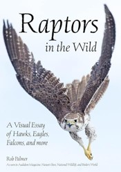 Raptors In The Wild