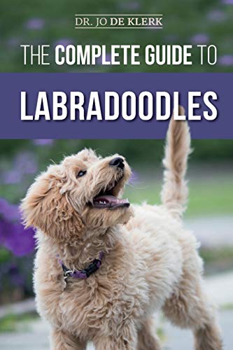 The Complete Guide to Labradoodles
