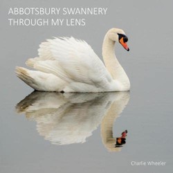 Abbotsbury Swannery Through My Lens