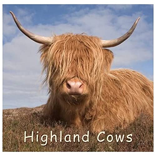 Highland Cows