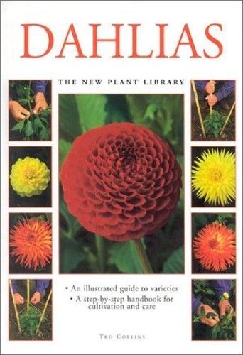 Dahlias