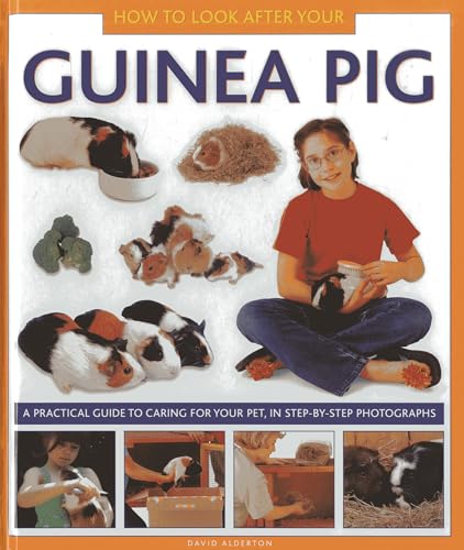 How to Look After Your Guinea Pig