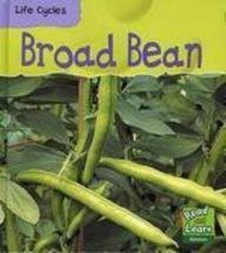 Broad Bean