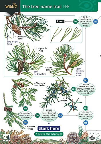 Tree Name Trail