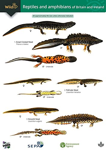 Guide to the Reptiles and Amphibians of Britain and Ireland