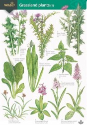 Guide to Grassland Plants 1