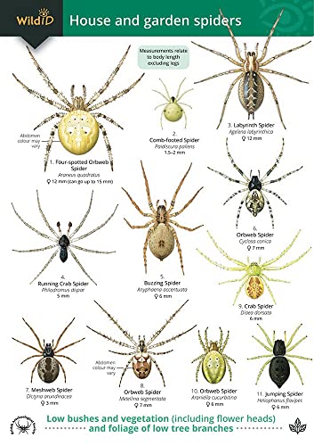 A Guide to House and Garden Spiders