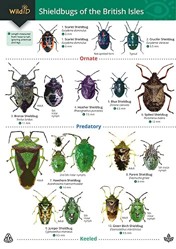 Guide to Shieldbugs of the British Isles