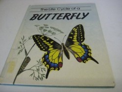 Life Cycle Of A Butterfly