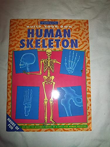 Human Skeleton