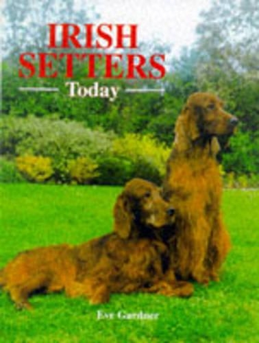 Irish Setters Today