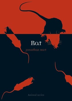 Rat