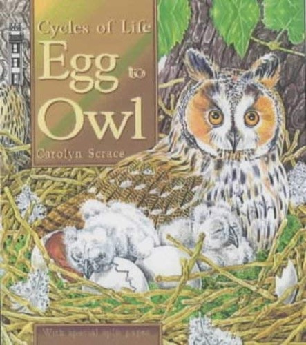 Egg to Owl