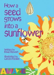 How A Seed Grows Into A Sunflower