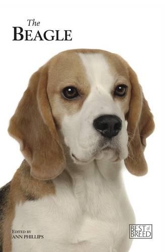 Beagle