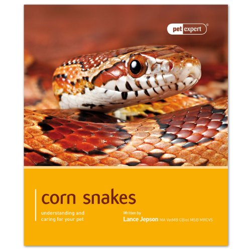 Corn Snake