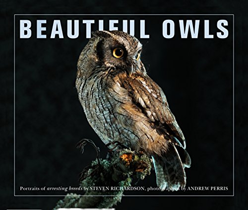 Beautiful Owls