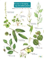Guide to Foraging: Top 25 Edible Plants