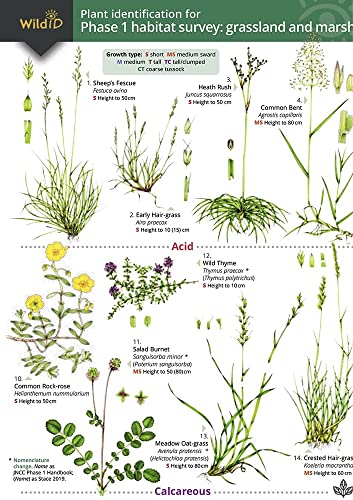 Plant Identification for Phase 1 Habitat Survey: Grassland and Marsh