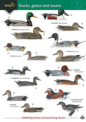 Ducks, Geese and Swans