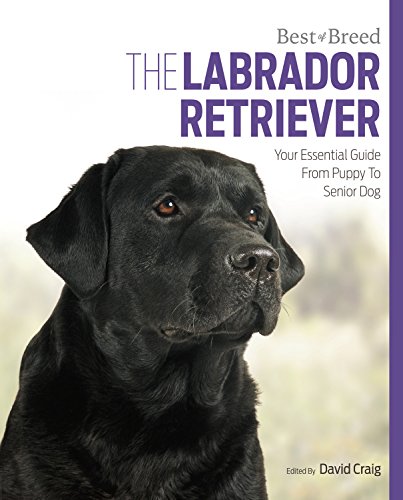 Labrador Retriever Best of Breed