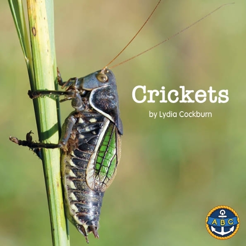 Crickets