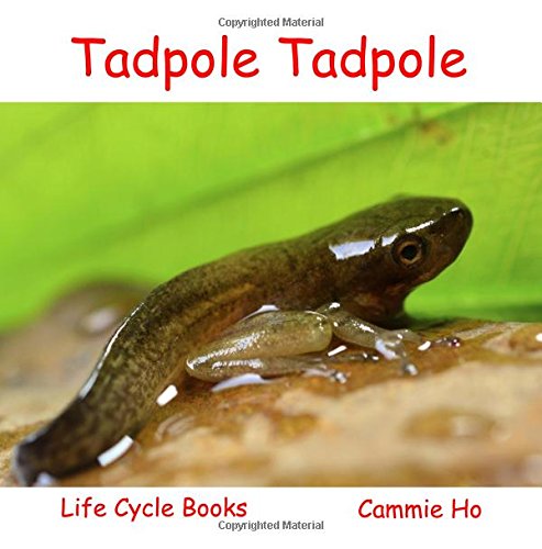 Tadpole Tadpole