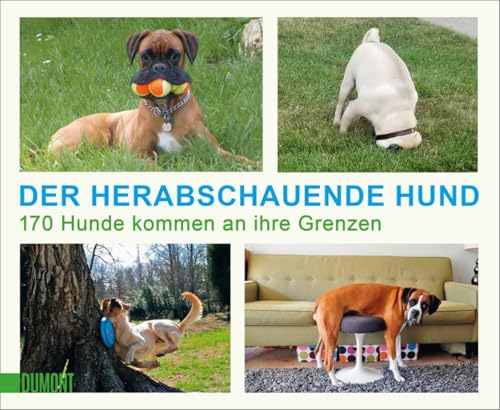 Der herabschauende Hund: 170 Hunde kommen an ihre Grenzen