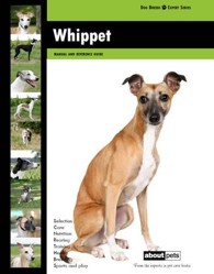 Whippet