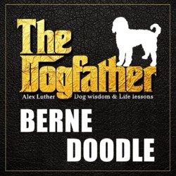 Dogfather: Dog Wisdom and Life Lessons : Bernedoodle